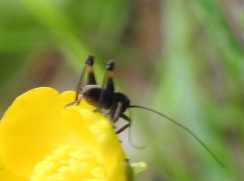 Pholidoptera griseoaptera